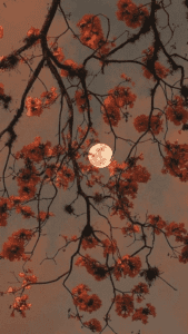 39 Insanely Cute IPhone Fall Wallpapers To Set The Mood! (2026)